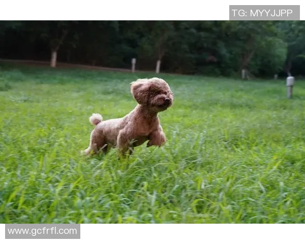 狗狗化身绿茵足球球星闪耀赛场展现萌力与运动激情 狗狗化身绿茵足球球星闪耀赛场展现萌力与运动激情